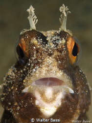 look at me
 by Walter Bassi 